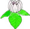 magnolias001.gif